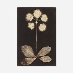 Lulu And Georgia Walls 'Botanical Photogram' Print