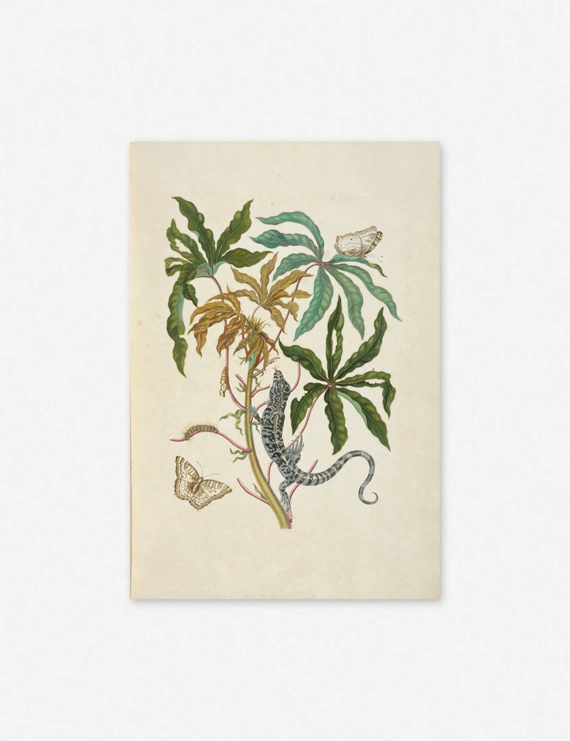 Flash Sale π Lulu And Georgia 'Cassava With White Peacock Butterfly And Young Golden Tegu' Wall Art By Maria Sibylla Meria π 4 Lulu And Georgia 'Cassava With White Peacock Butterfly And Young Golden Tegu' Wall Art By Maria Sibylla Meria