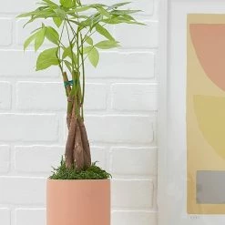Lulu And Georgia LBE Design Ceramic Planter + Plinth Accessories + Décor