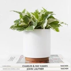 Lulu And Georgia LBE Design Ceramic Planter + Plinth Accessories + Décor