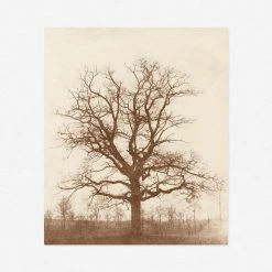Lulu And Georgia 'Oak Tree' Print By William Henry Fox Talbot Earth Tones