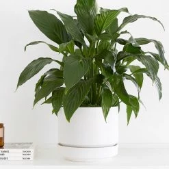 Lulu And Georgia LBE Design Ceramic Indoor / Outdoor Planter