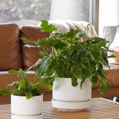 Lulu And Georgia LBE Design Ceramic Indoor / Outdoor Planter