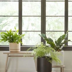 Lulu And Georgia LBE Design Ceramic Planter